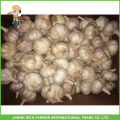 Jinxiang Chinese Wholesale Fresh Normal White Garlic 5.5CM Mesh Bag In Carton For Brazil